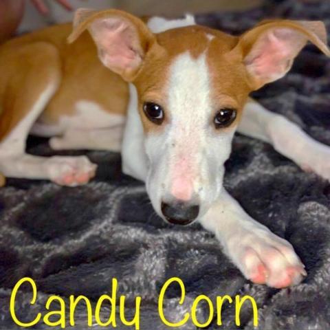 Candy Corn PAWS Humane