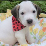 Adoptable (Official) Georgia Dogs for September 11, 2019