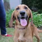 Adoptable (Official) Georgia Dogs for September 9, 2019