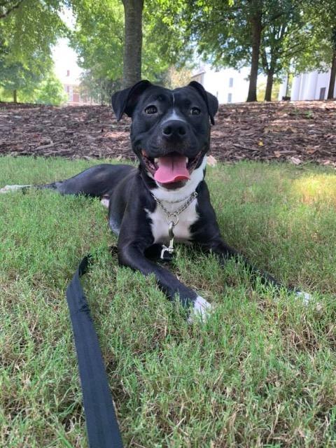 Domino Newnan Coweta
