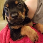 Adoptable (Official) Georgia Dogs for September 3, 2019