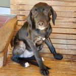 Adoptable (Official) Georgia Dogs for September 17, 2019