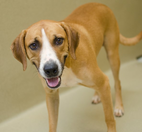 Lee Atlanta Lab Rescue