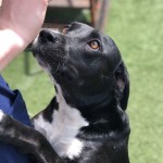 Adoptable (Official) Georgia Dogs for September 24, 2019