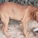 Adoptable (Official) Georgia Dogs for September 13, 2019