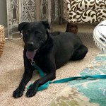 Adoptable (Official) Georgia Dogs for September 23, 2019