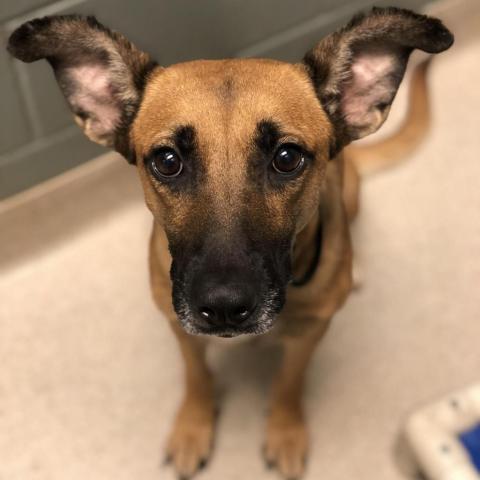 Mazie PAWS Humane