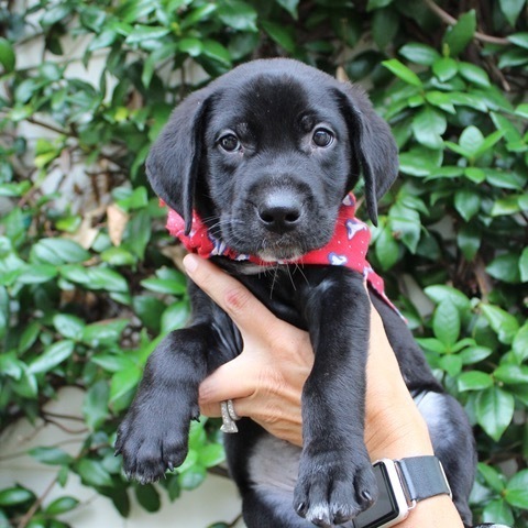 Mikey Atlanta Lab Rescue