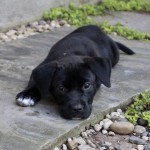 Adoptable (Official) Georgia Dogs for September 26, 2019