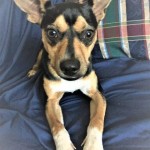 Adoptable (Official) Georgia Dogs for September 20, 2019