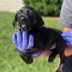 Adoptable (Official) Georgia Dogs for September 16, 2019