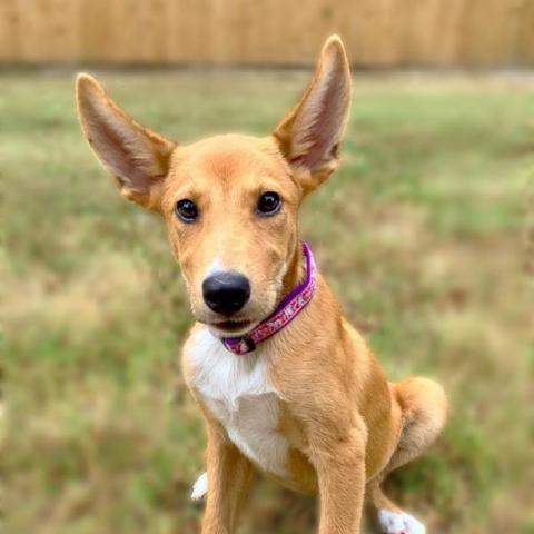 Pumpkin Spice PAWS Humane