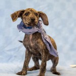 Adoptable (Official) Georgia Dogs for September 5, 2019