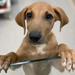 Adoptable (Official) Georgia Dogs for September 4, 2019