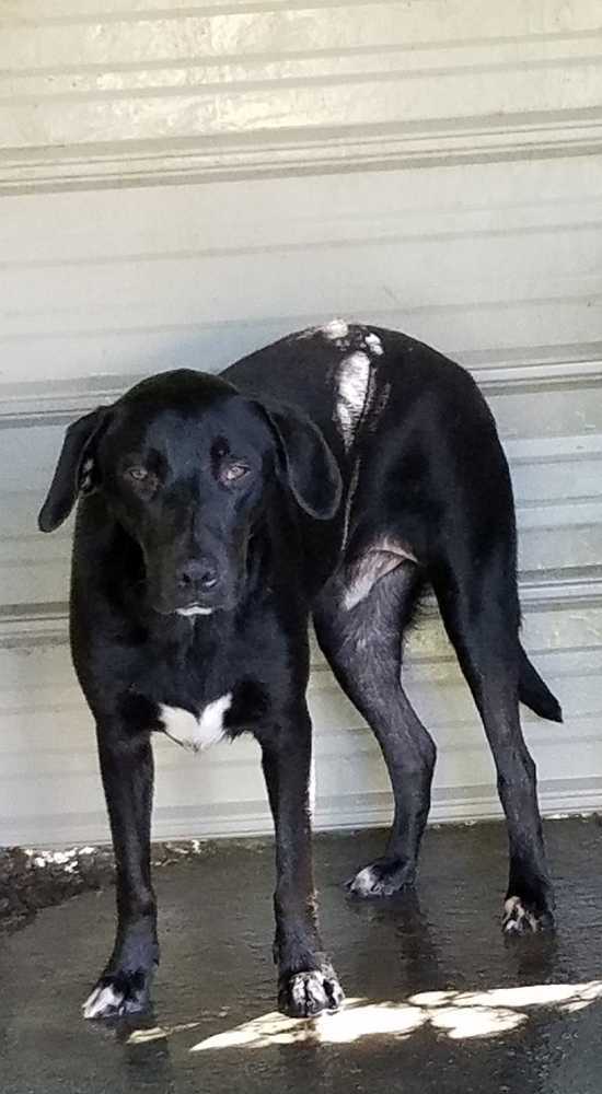 Sammy Swainsboro