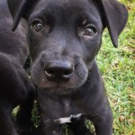 Adoptable (Official) Georgia Dogs for September 17, 2019