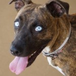 Adoptable (Official) Georgia Dogs for October 17, 2019