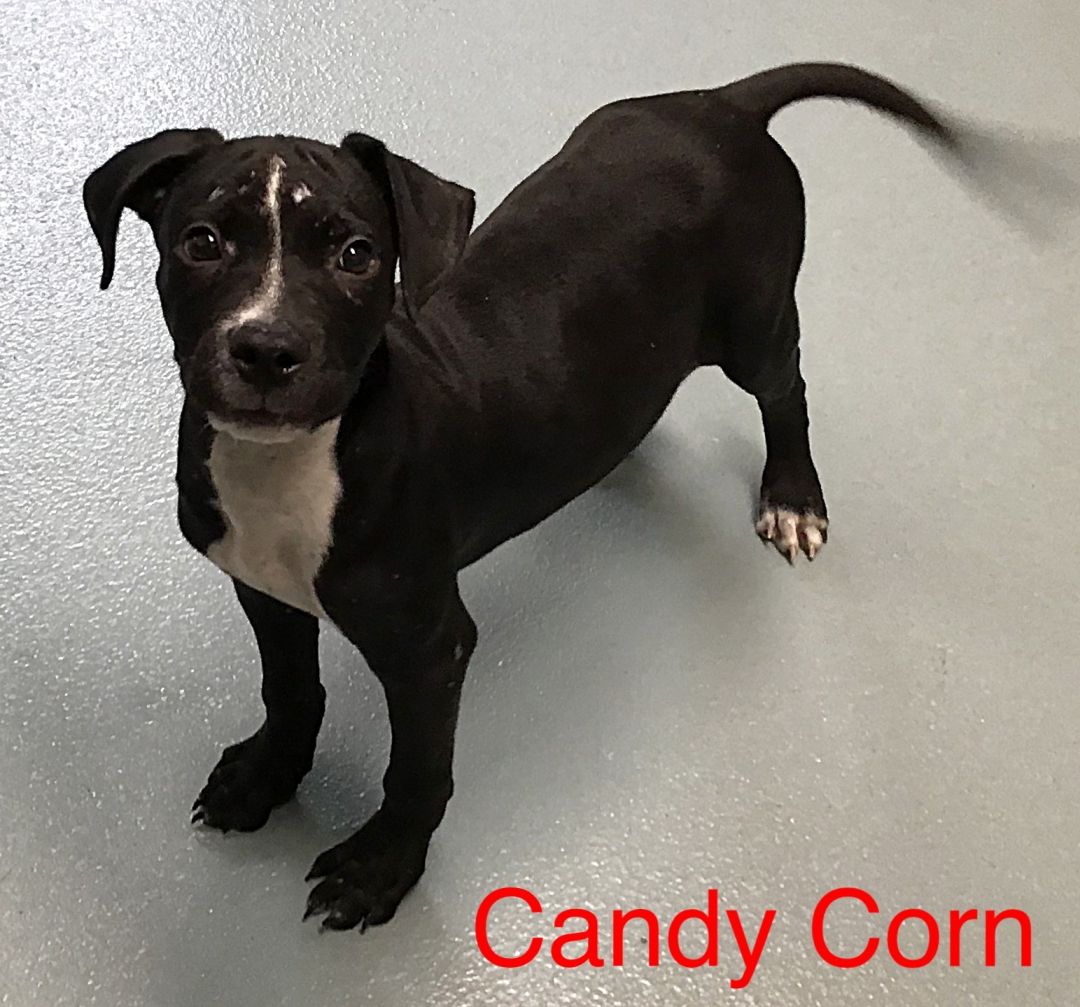 Candy Corn Lumpkin