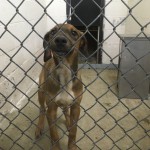 Adoptable (Official) Georgia Dogs for October 21, 2019