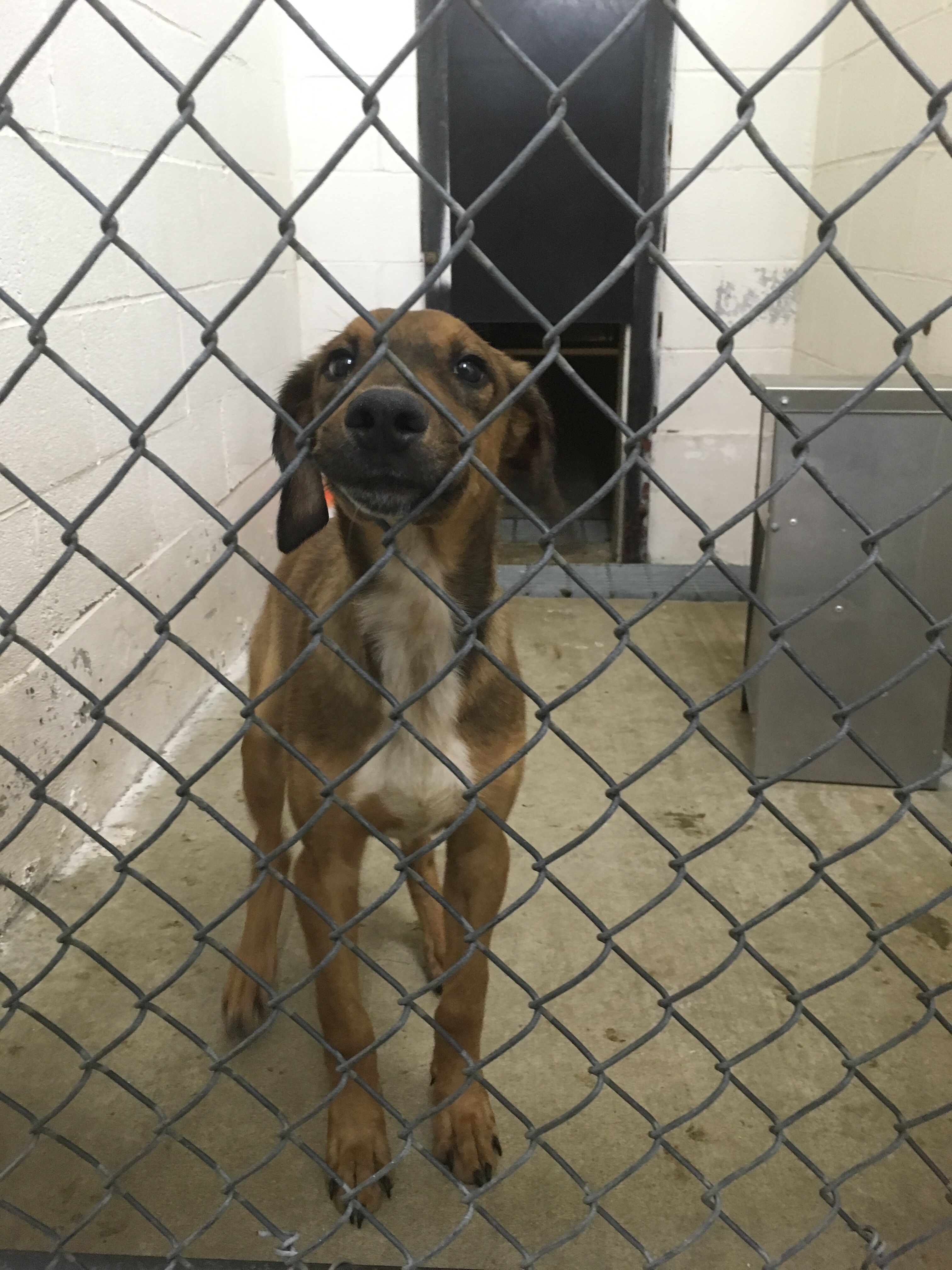Catoosa Pen 2 Male