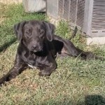 Adoptable (Official) Georgia Dogs for October 30, 2019