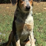 Adoptable (Official) Georgia Dogs for October 3, 2019