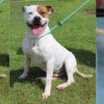 Adoptable (Official) Georgia Dogs for October 22, 2019