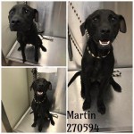 Adoptable (Official) Georgia Dogs for October 24, 2019