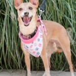 Adoptable (Official) Georgia Dogs for October 23, 2019