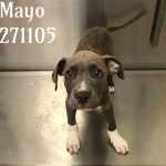 Adoptable (Official) Georgia Dogs for October 2, 2019
