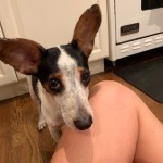 Adoptable (Official) Georgia Dogs for October 9, 2019