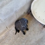 Adoptable (Official) Georgia Dogs for October 1, 2019