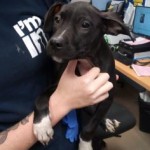 Adoptable (Official) Georgia Dogs for October 31, 2019