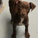 Adoptable (Official) Georgia Dogs for October 25, 2019