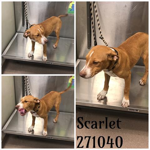 Scarlet Macon Bibb