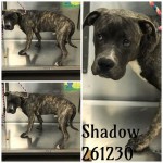 Adoptable (Official) Georgia Dogs for October 29, 2019
