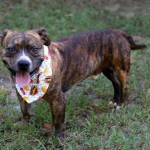 Adoptable (Official) Georgia Dogs for October 16, 2019