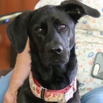Adoptable (Official) Georgia Dogs for November 1, 2019