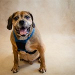 Adoptable (Official) Georgia Dogs for November 8, 2019