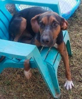 Bodie Albany