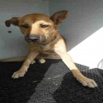 Adoptable (Official) Georgia Dogs for November 7, 2019