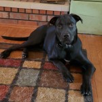 Adoptable (Official) Georgia Dogs for November 12, 2019