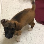 Adoptable (Official) Georgia Dogs for November 21, 2019