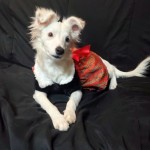 Adoptable (Official) Georgia Dogs for November 25, 2019
