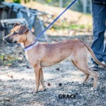 Adoptable (Official) Georgia Dogs for November 20, 2019
