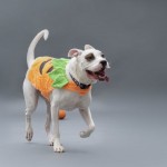 Adoptable (Official) Georgia Dogs for November 6, 2019