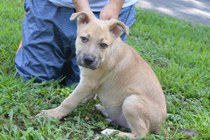 Hershey Animal Rescue Foundation