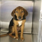 Adoptable (Official) Georgia Dogs for November 22, 2019