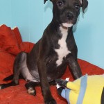 Adoptable (Official) Georgia Dogs for November 18, 2019
