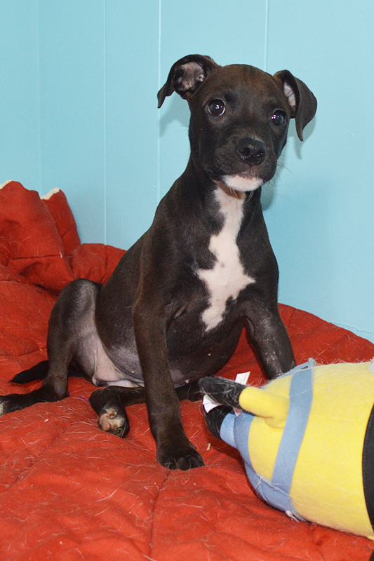 Jasmine Animal Rescue Foundation